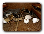 schlüpfendes Küken im Brutkasten