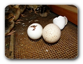 Schlüpfendes Küken, nah