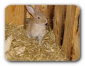 Häschen im Stall