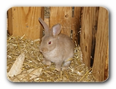Häschen auf Stroh