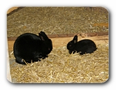 Häschenmutter mit Jungem