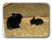 Häschenmutter mit Jungem; Bild 2