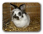 Häschen mit Wuschelkopf