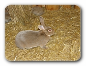 Häschen, braun einfarbig