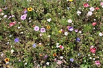Wildgräser und Wildblumen