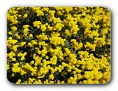 Forsythien-Blüte