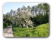 Frühjahr in Oberschwaben