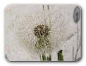 Löwenzahn, verblüht