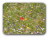 Wildblumenwiese