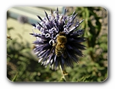 Blüte blau, wird bestäubt