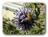 Blüte blau mit Biene