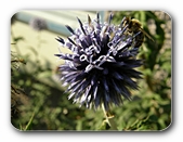 Blüte blau, kugelförmig, mit Besucher