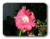 Blüte, dramatisch beleuchtet