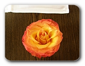 Rosenblüte im Glas von oben