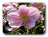 Verblühende Hundsrose