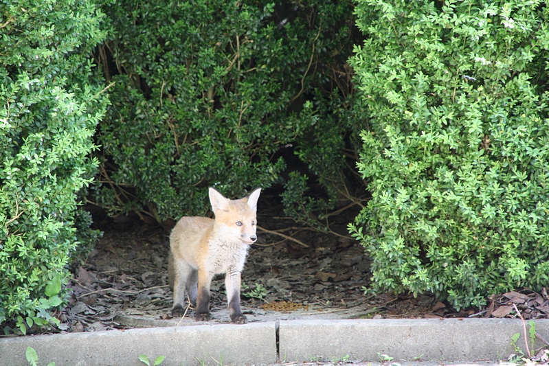 Welpe - kleiner Fuchs