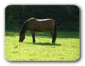 Sonnenbeschienener Pferderücken