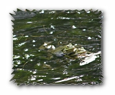 Teichfrösche bei der Paarung im Wasser