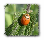 Marienkäfer auf Blatt