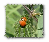 Marienkäfer in der Paarung