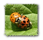 Marienkäfer (Nahaufnahme) Paarung