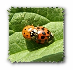 Marienkäfer, Paarung (Foto seitlich)