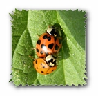 Marienkäfer von oben