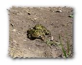 Teichfrösche bei der Paarung