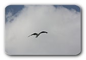 Möwe vor Wolke
