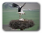 Storch mit ausgebreiteten Schwingen