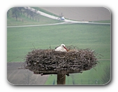 Storchenmutter biem Brüten