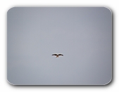 Raubvogel, fast senkrecht über der Kamera