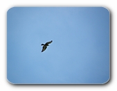 Raubvogel, die Schwingen abwärts schwingend