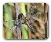 Plattbauch-Libelle, beschädigt