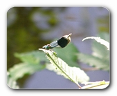 Prachtlibelle gebändert