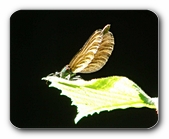 Prachtlibelle, Flügelstruktur