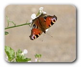 Tagpfauenauge, hängend