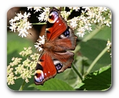 Prauenauge vor Blüten