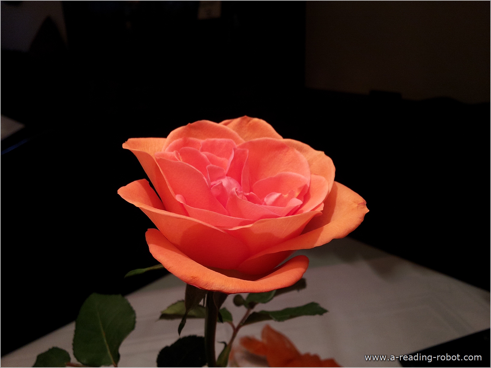 DIE ROSE. Für Dich. Zu Valentin.